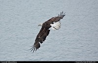 Photo by Albumeditions | Not in a City  Alaska, wildlife, bald eagle